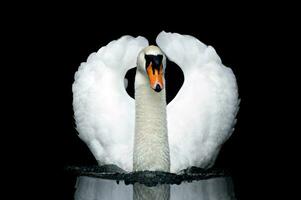 Swan on black background photo