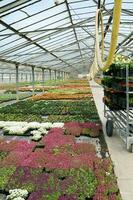 Greenhouse full of flowers plants photo