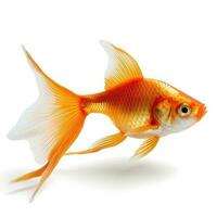 Goldfish on white photo