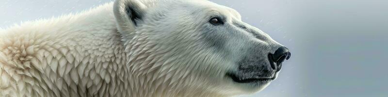 Polar bear - Ursus maritimus - portrait - generative AI photo