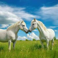 Two white horses photo