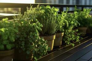 herbs plants in pots photo