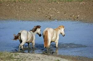 White Horses in Wildlife photo