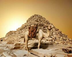 Camel in sandy desert photo