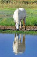 White Horse Drinking photo