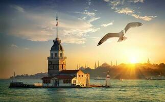 Seagull and Maiden Tower photo