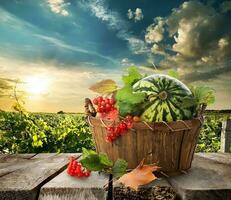 Watermelon in a basket photo