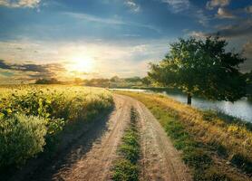 Field of sunflowers near river photo