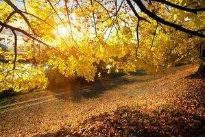 hermosa otoño en el bosque foto