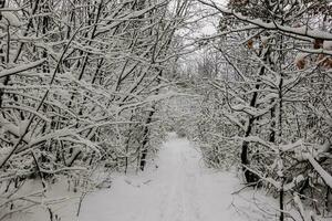 excursionismo camino con lote de nieve a el ramas desde arboles y arbustos foto