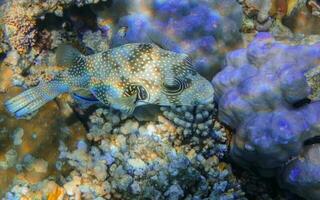 white spotted puffer fish hovering over blue round corals in the red sea during diving photo