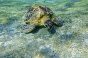 green sea turtle eating seagrass at the seabed in clear water photo