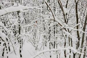 lot of shrub and trees with lot of snow in the winter photo