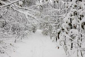 path with lot of snow in a forest during hiking photo