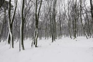 forest with snow at the tree trunks during hiking photo