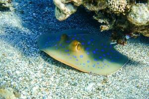 blue spotted ribbontail ray hiding under corals at the seabed during diving photo