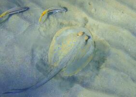 blue spotted ribbontail ray whirls up sand at the bottom of the sea photo