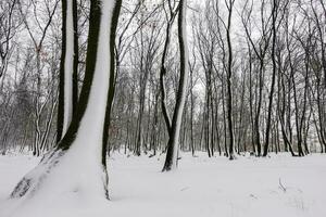 arboles con lote de nieve als pintado en el invierno mundo maravilloso durante excursionismo foto