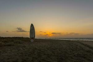 windsurfing board stuck in the sandy beach at the red sea in egypt during sunrise photo