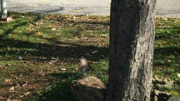 il scoiattolo detiene un' Noce nel suo zampe e cerca per crepa esso contro il sfondo di verde giallo erba. lento movimento. 4k video