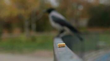 a piece of bread in the foreground. raven on the background blurred background video