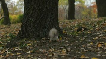 a squirrel is hiding something in the autumn foliage under a tree video