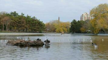 vijver in stad park. eenden zwemmen in de meer stad park. eenden, meeuwen, duiven in de vijver. video