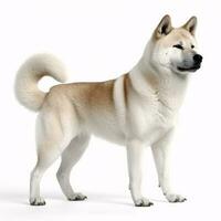 Akita breed dog isolated on a bright white background photo