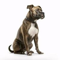 American Staffordshire terrier breed dog isolated on a bright white background photo