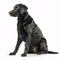 Curly coated retriever breed dog isolated on a clear white background photo