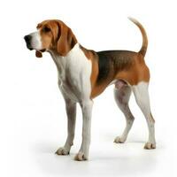 american foxhound breed dog isolated on a white background photo