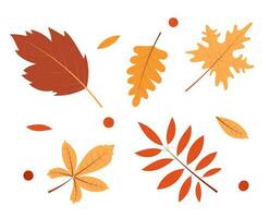 Autumn leaves set. Elements for design isolated on white background. vector