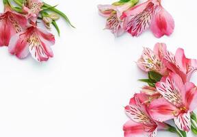 Beautiful Alstroemeria flowers on white background photo