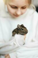 pequeño niña jugando con pequeño animal degú ardilla. foto