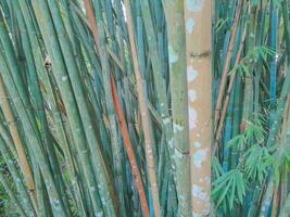 Green bamboo forest in malang city, indonesia. Bamboo nature backgrounds photo