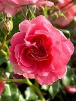 Beautiful pink roses in a flower garden photo