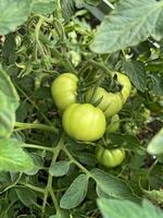 Tomato grows in a garden plot in a greenhouse photo