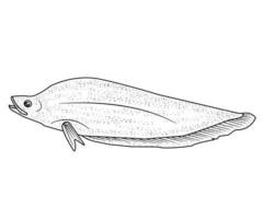 Fish Vector, Fish Black and White, Coloring Pages vector