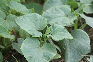 Grown fresh vegetables in the garden in the summer in the village photo