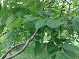 nuez frutas crecer en un árbol en verano foto