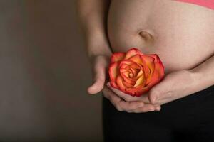 Young pregnant woman keeps natural rose blossom close to her belly. photo