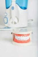 Teeth and jaw model. Closeup photo