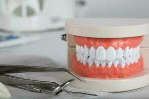dientes y mandíbula modelo. de cerca foto