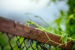 plant on a fence in rain drops. photo