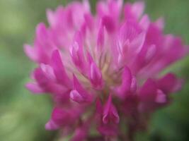 Summer flower close-up in the garden photo