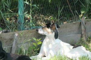 Pack of wild dogs on the street in the village photo