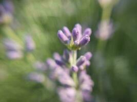 Flowers grew in summer in the garden in the village photo