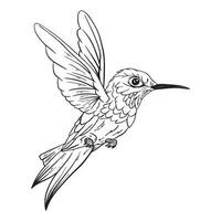 Hummingbirds Outline ,good for graphic design resources, stickers, prints, decorative assets, posters, and more. vector