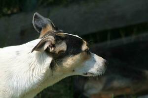 Pack of wild dogs on the street in the village photo