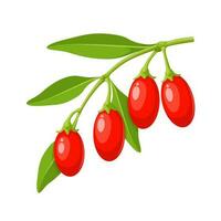 Vector illustration, Goji, goji berry, or wolfberry, scientific name lycii fructus, isolated on white background.